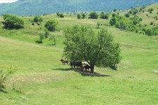 mariovo_123_20090715_1136608859