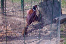 babino_3_20090807_1598198217